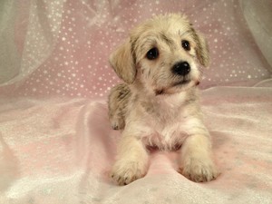 Female wheaten Colored female schnoodle #12 Ready October 2012